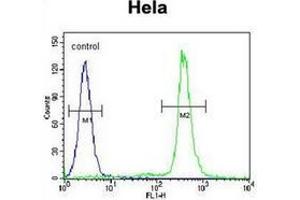 Flow cytometric analysis of Hela cells using LIN28A Antibody (Center) Cat. (LIN28A anticorps  (Middle Region))