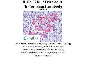 Image no. 1 for anti-Frizzled Family Receptor 8 (FZD8) (Extracellular Domain), (N-Term) antibody (ABIN1734511) (FZD8 anticorps  (Extracellular Domain, N-Term))