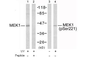 Image no. 2 for anti-Mitogen-Activated Protein Kinase Kinase 1 (MAP2K1) (Ser221) antibody (ABIN197388) (MEK1 anticorps  (Ser221))