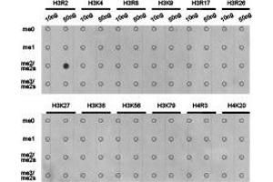 Dot-blot analysis of all sorts of methylation peptides using H3R2me2a antibody. (Histone anticorps)