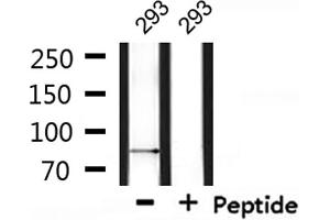 Western blot analysis of extracts from 293, using SENP5 Antibody. (SENP5 anticorps)