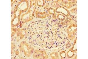 Immunohistochemistry of paraffin-embedded human kidney tissue using ABIN7158587 at dilution of 1:100 (LHB anticorps  (AA 21-141))