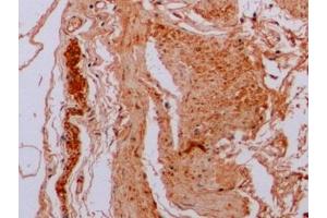 Detection of TUBb in Human Stomach Tissue using Anti-Tubulin Beta (TUBb) Monoclonal Antibody