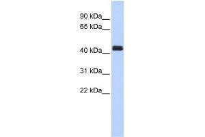 WB Suggested Anti-TRAF1 Antibody Titration:  0. (TRAF1 anticorps  (Middle Region))