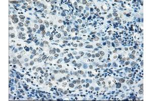 Image no. 16 for anti-P450 (Cytochrome) Oxidoreductase (POR) antibody (ABIN1497746) (POR anticorps)