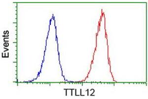 Image no. 3 for anti-Tubulin tyrosine Ligase-Like Family, Member 12 (TTLL12) antibody (ABIN1499030) (TTLL12 anticorps)