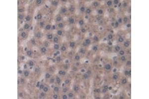 IHC-P analysis of Rat Tissue, with DAB staining. (GCKR anticorps  (AA 320-499))