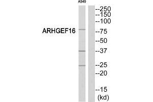 Western Blotting (WB) image for anti-rho Guanine Nucleotide Exchange Factor (GEF) 16 (ARHGEF16) (Internal Region) antibody (ABIN1852030) (ARHGEF16 anticorps  (Internal Region))