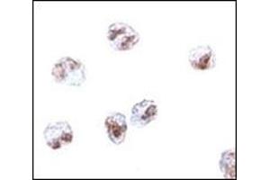 anti-Scavenger Receptor Class A, Member 5 (SCARA5) (C-Term) antibody