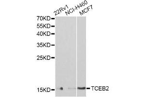Western blot analysis of extracts of various cell lines, using TCEB2 antibody (ABIN6292903) at 1:1000 dilution. (TCEB2 anticorps)