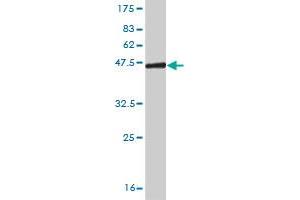 Western Blot detection against Immunogen (42.