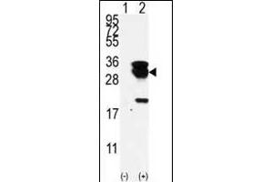Western blot analysis of E2EPF (arrow) using E2EPF Antibody (N-term) (ABIN388857 and ABIN2839159). (UBE2S anticorps  (N-Term))