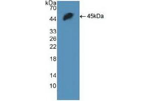 Western blot analysis of recombinant Human H2AFX. (H2AFX anticorps  (AA 2-143))