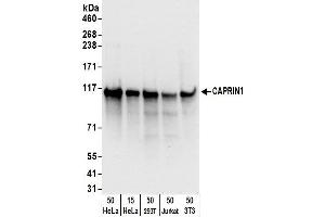 Western Blotting (WB) image for anti-Cell Cycle Associated Protein 1 (Caprin-1) (AA 450-500) antibody (ABIN7450063)
