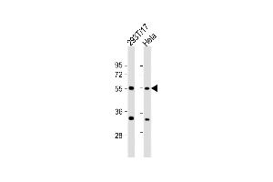 All lanes : Anti-AS Antibody (C-Term) at 1:2000 dilution Lane 1: 293T/17 whole cell lysate Lane 2: Hela whole cell lysate Lysates/proteins at 20 μg per lane. (Adracalin anticorps  (AA 395-425))