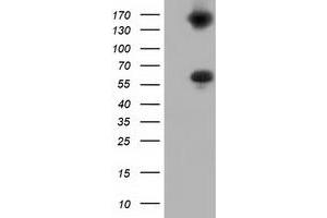 Western Blotting (WB) image for anti-Butyrophilin, Subfamily 1, Member A1 (BTN1A1) antibody (ABIN1496991) (BTN1A1 anticorps)