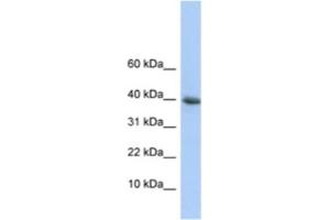 Western Blotting (WB) image for anti-Polymerase (RNA) II (DNA Directed) Polypeptide I, 14.5kDa (POLR2I) antibody (ABIN2461215) (POLR2I anticorps)