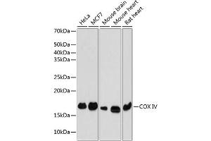 Western blot analysis of extracts of various cell lines, using COX IV Rabbit mAb (ABIN7266641) at 1:1000 dilution. (COX IV anticorps)