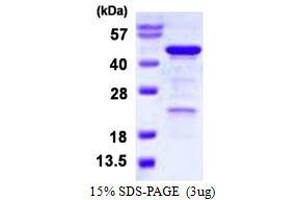 Image no. 1 for Homer Homolog 3 (Drosophila) (HOMER3) protein (His tag) (ABIN1098620)