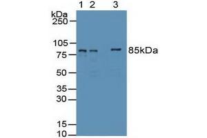 Western blot analysis of (1) Human 293T Cells, (2) Human HepG2 Cells Tissue and (3) Human HeLa cells Tissue. (EZH2 anticorps  (AA 51-285))