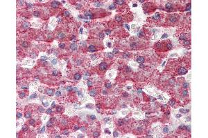 Anti-GOT2 antibody IHC of human liver. (GOT2 anticorps  (AA 295-306))
