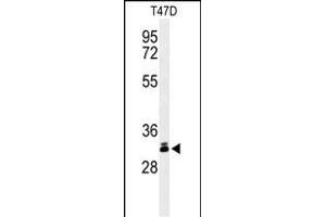 Western blot analysis of DKK1 Antibody (N-term) (ABIN653551 and ABIN2842934) in T47D cell line lysates (35 μg/lane). (DKK1 anticorps  (N-Term))