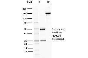 SDS-PAGE Analysis Purified BOB1 Mouse Monoclonal Antibody (BOB1/2421). (POU2AF1 anticorps  (AA 148-255))