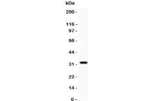 Western blot testing of GSTP1 antibody and recombinant human protein (0. (GSTP1 anticorps  (AA 2-210))