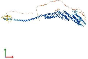 AlphaFold protein structure predicition of Mouse Recombinant Cog8 Protein, UniprotID Q9JJA2