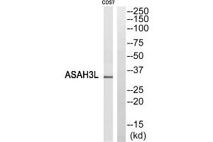 Western blot analysis of extracts from COS7 cells, using ASAH3L antibody. (ACER2 anticorps  (Internal Region))