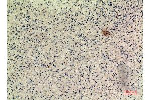 Immunohistochemistry (IHC) analysis of paraffin-embedded Human Spleen, antibody was diluted at 1:100. (IFN omega (C-Term) anticorps)