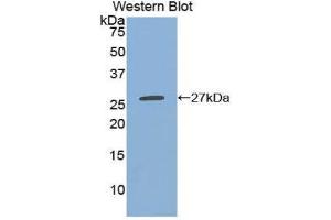 Western Blotting (WB) image for anti-C-Type Lectin Domain Family 10, Member A (CLEC10A) (AA 69-273) antibody (ABIN1858416) (CLEC10A anticorps  (AA 69-273))