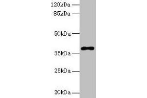 Western blot All lanes: POLB antibody at 8 μg/mL + Colo320 whole cell lysate Secondary Goat polyclonal to rabbit IgG at 1/10000 dilution Predicted band size: 39 kDa Observed band size: 39 kDa