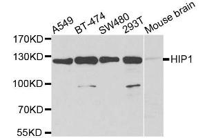 Western blot analysis of extracts of various cell lines, using HIP1 antibody. (HIP1 anticorps  (AA 410-690))