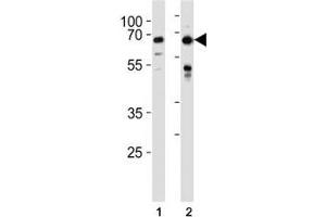 FOXO3 antibody western blot analysis in HeLa,MCF-7 lysate. (FOXO3 anticorps  (AA 1-30))