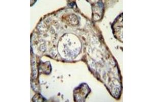 Immunohistochemistry analysis in formalin fixed and paraffin embedded human placenta tissue reacted with MNDA Antibody (N-term) followed by peroxidase conjugation of the secondary antibody and DAB staining. (MNDA anticorps  (N-Term))