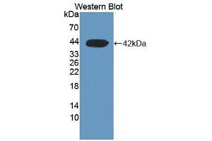 Detection of Recombinant DHODH, Human using Polyclonal Antibody to Dihydroorotate Dehydrogenase (DHODH)