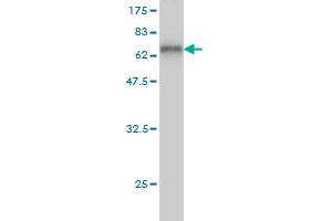 Western Blot detection against Immunogen (58. (HLF anticorps  (AA 1-295))