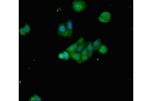 Immunofluorescent analysis of HepG2 cells using ABIN7145302 at dilution of 1:100 and Alexa Fluor 488-congugated AffiniPure Goat Anti-Rabbit IgG(H+L) (BIM anticorps  (AA 1-198))