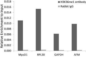 Chromatin immunoprecipitation analysis extracts of 293 cell line, using MonoMethyl-Histone H3-K36 antibody.