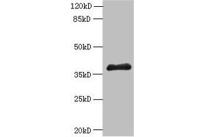 Western blot All lanes: ELAVL1 antibody at 6 μg/mL + A431 whole cell lysate Secondary Goat polyclonal to rabbit IgG at 1/10000 dilution Predicted band size: 37, 39 kDa Observed band size: 37 kDa