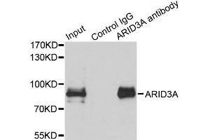 Immunoprecipitation analysis of 150ug extracts of MCF7 cells using 3ug ARID3A antibody (ABIN2736301). (ARID3A anticorps)