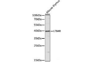 Western blot analysis of extracts of Mouse thymus using LTB4R Polyclonal Antibody at dilution of 1:1000.