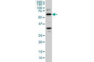 RBBP4 monoclonal antibody (M02), clone 4A5 Western Blot analysis of RBBP4 expression in Hela S3 NE . (Retinoblastoma Binding Protein 4 anticorps  (AA 316-426))