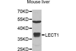 Western blot analysis of extracts of mouse liver, using LECT1 antibody (ABIN5973998) at 1/1000 dilution. (LECT1 anticorps)