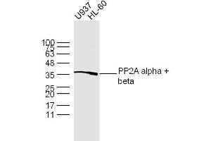 Lane 1: U937 lysates Lane 2: HL-60 lysates probed with PP2A alpha + beta Polyclonal Antibody, Unconjugated  at 1:300 dilution and 4˚C overnight incubation. (PP2A alpha/beta anticorps  (AA 205-309))