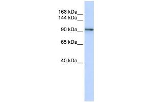 WB Suggested Anti-PCDH1 Antibody Titration:  0. (Protocadherin 1 anticorps  (N-Term))