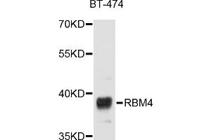 Western blot analysis of extracts of BT-474 cells, using RBM4 antibody (ABIN5998672) at 1/1000 dilution. (RBM4 anticorps)