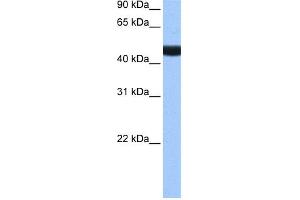 WB Suggested Anti-LIN9 Antibody Titration:  0.