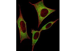Immunofluorescent analysis of 4 % paraformaldehyde-fixed, 0.